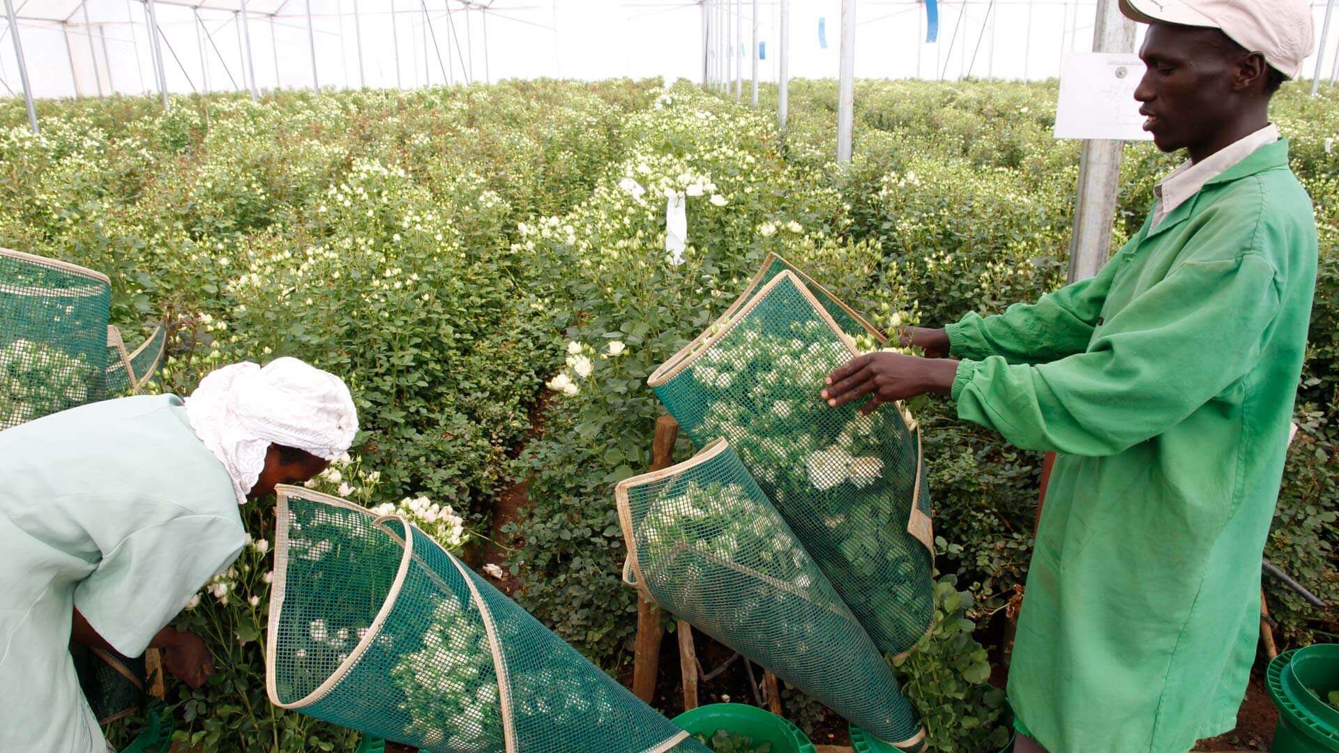 Selected growers Holland Kenya